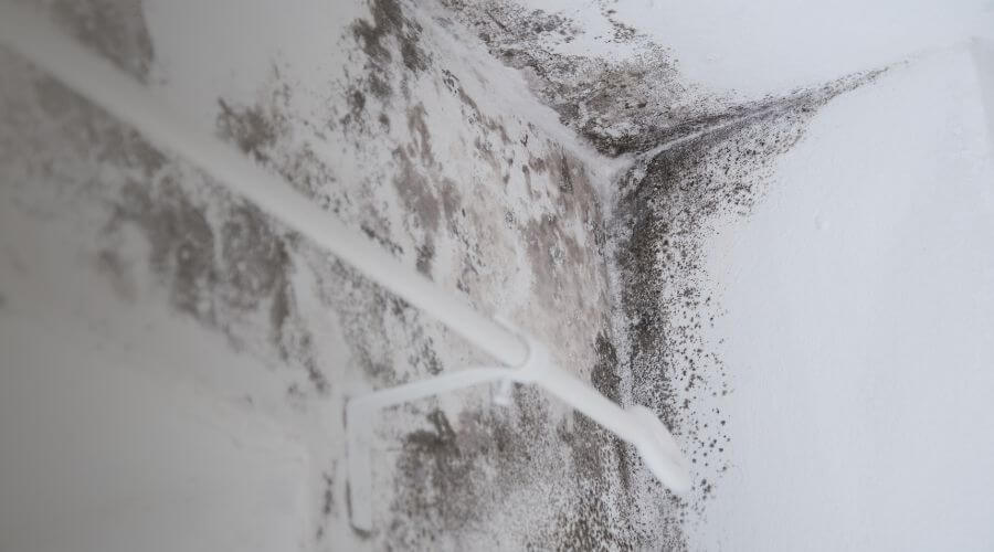 Why choose AzureNest Crew for water damage restoration in Carlsbad